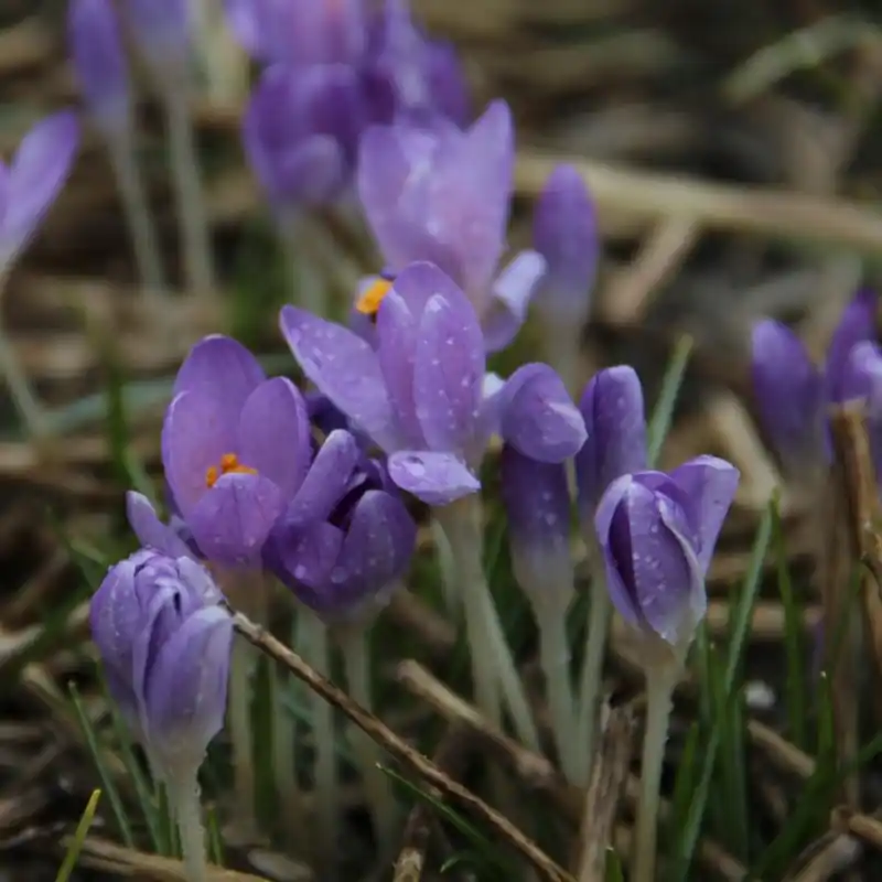 Crocus tommasinianus ‘Dark Eyes‘ - Uitverkoop