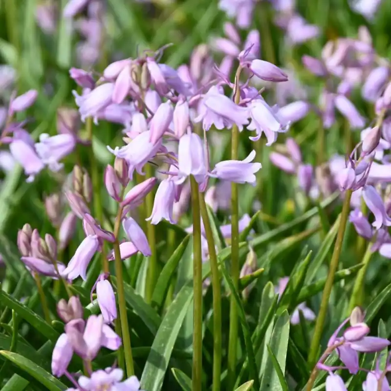 Hyacinthoides non-scripta ‘Rosea‘ - Actieprijs