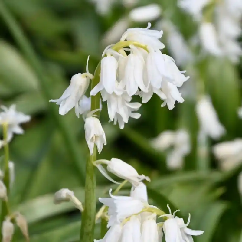 Hyacinthoides non-scripta ‘Alba‘ - Online bestelbaar