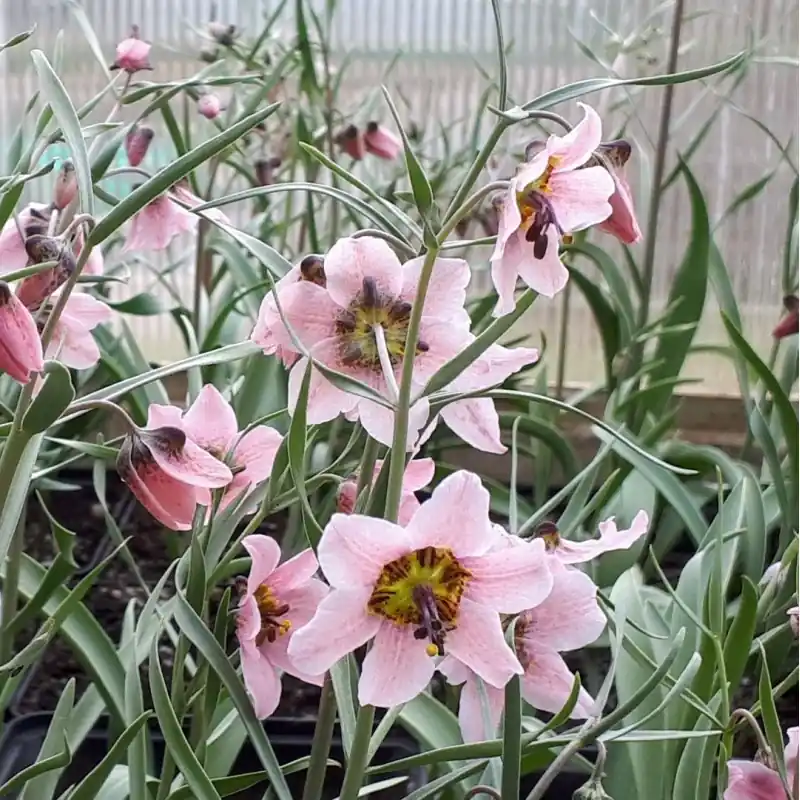 Fritillaria ariana | Scherpe prijs