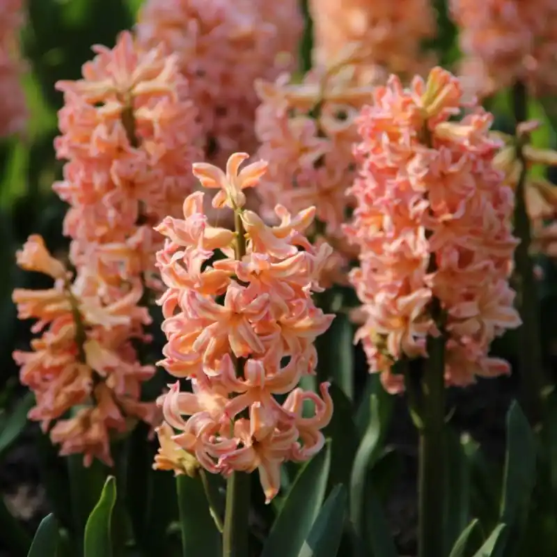 Opruiming | Hyacinthus orientalis ‘Gipsy Queen‘