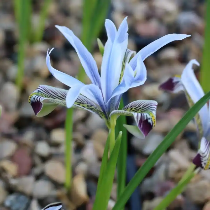 Trending | Iris avromanica