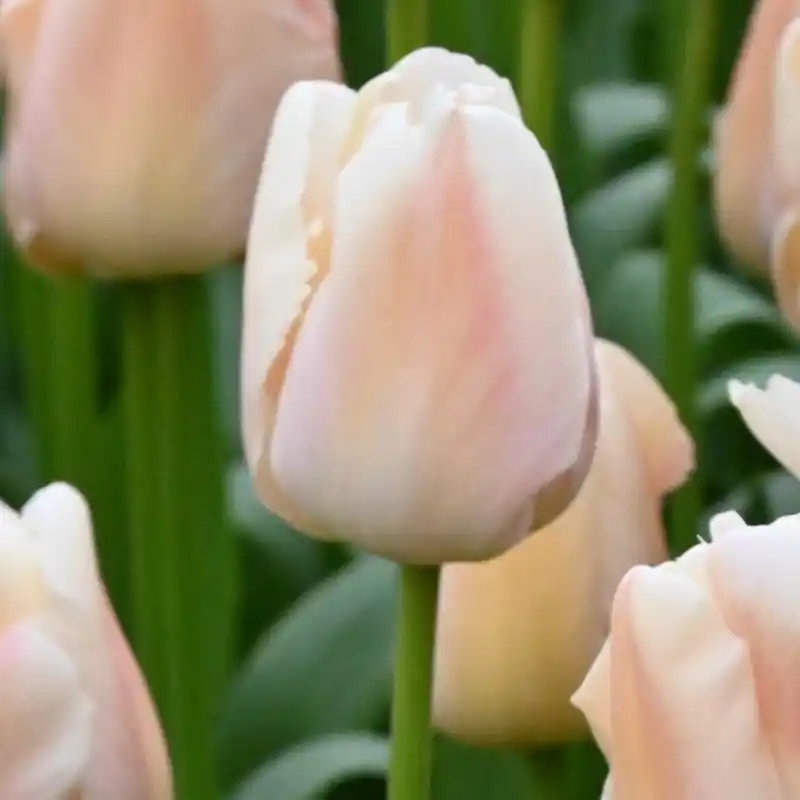 Tulipa ‘Apricot Pride‘ - Bestel nu