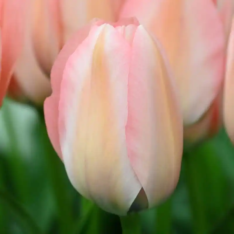 Direct beschikbaar - Tulipa ‘Bella Blush‘