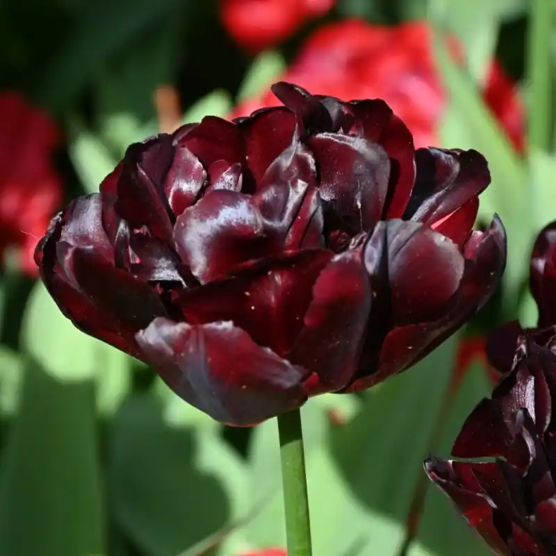 Premium | Tulipa ‘Palmyra‘