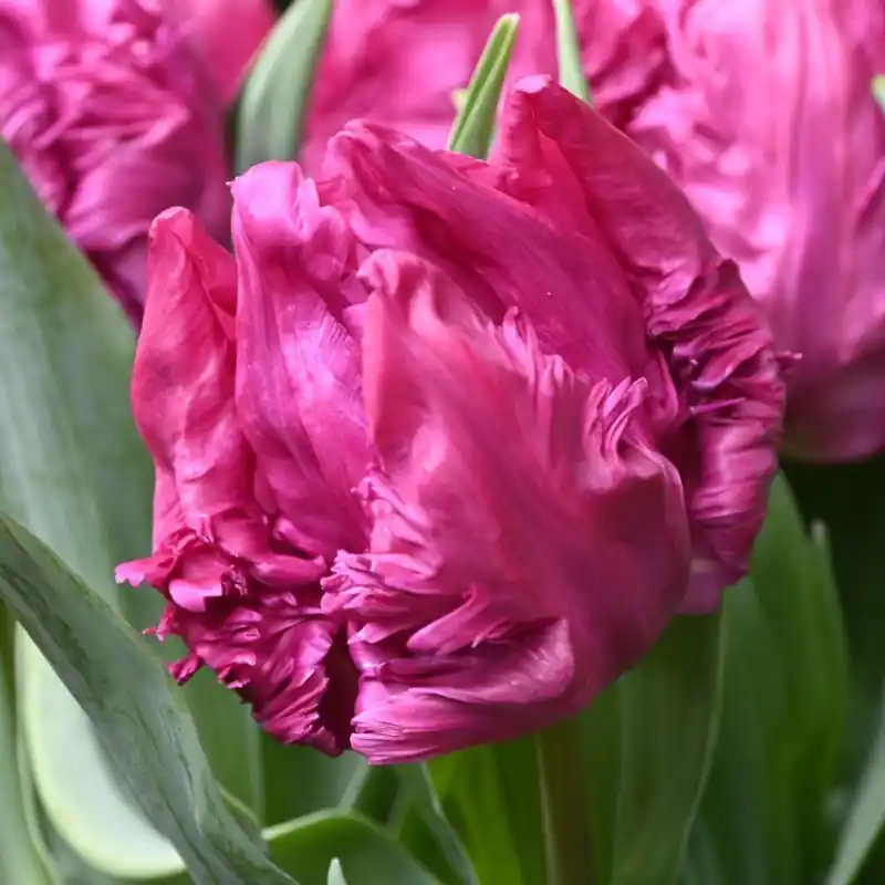 Tulipa ‘Parrot Prince‘ - Direct leverbaar
