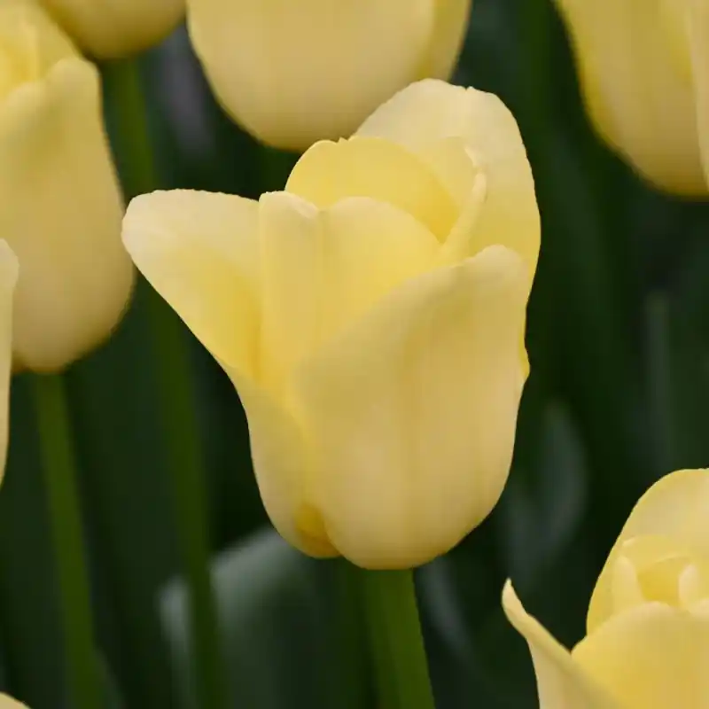 Tulipa ‘World Friendship‘ | Sale
