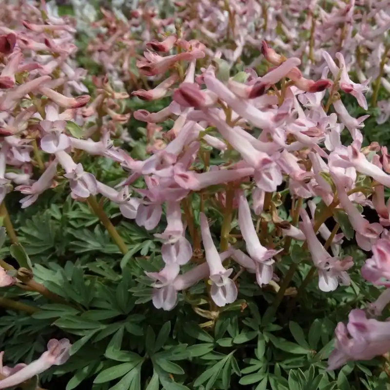 Corydalis kusnetzovii | Op = op