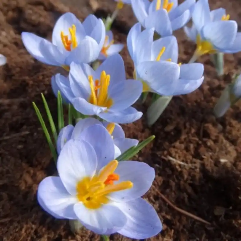 Outlet | Crocus abantensis