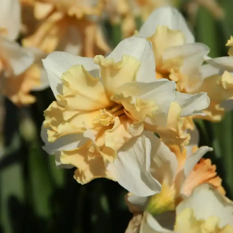 Narcissus ‘Casanova‘ | Prijs verlaagd