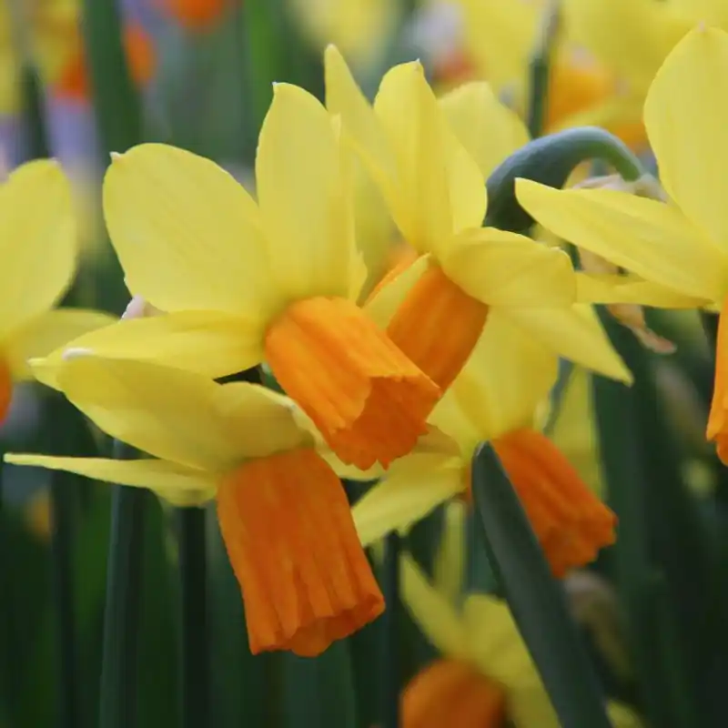 Nieuw - Narcissus ‘Jetfire‘