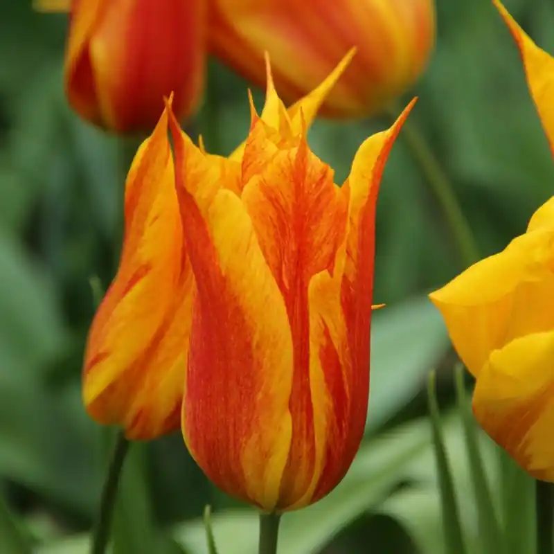 Tulipa ‘Vendee Globe‘ | Aanrader