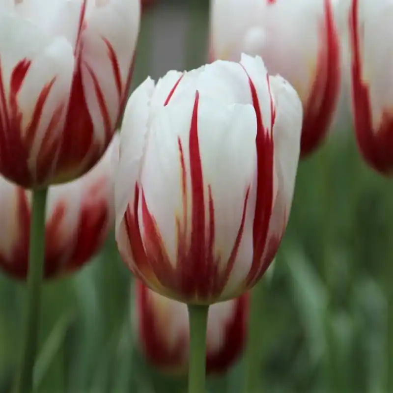 Veilig betalen | Tulipa ‘Happy Generation‘