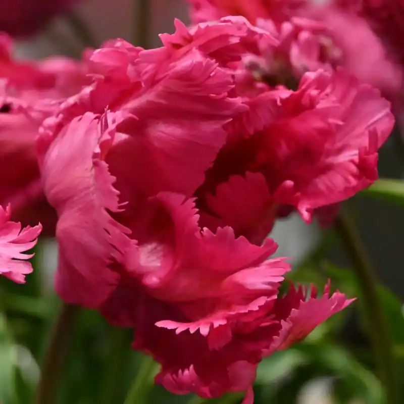 Tulipa ‘Power Parrot‘ | Gratis retourneren
