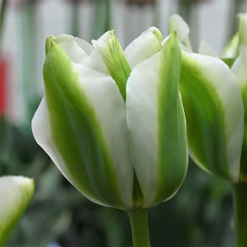 Tulipa ‘Green Day‘ - Topprijs