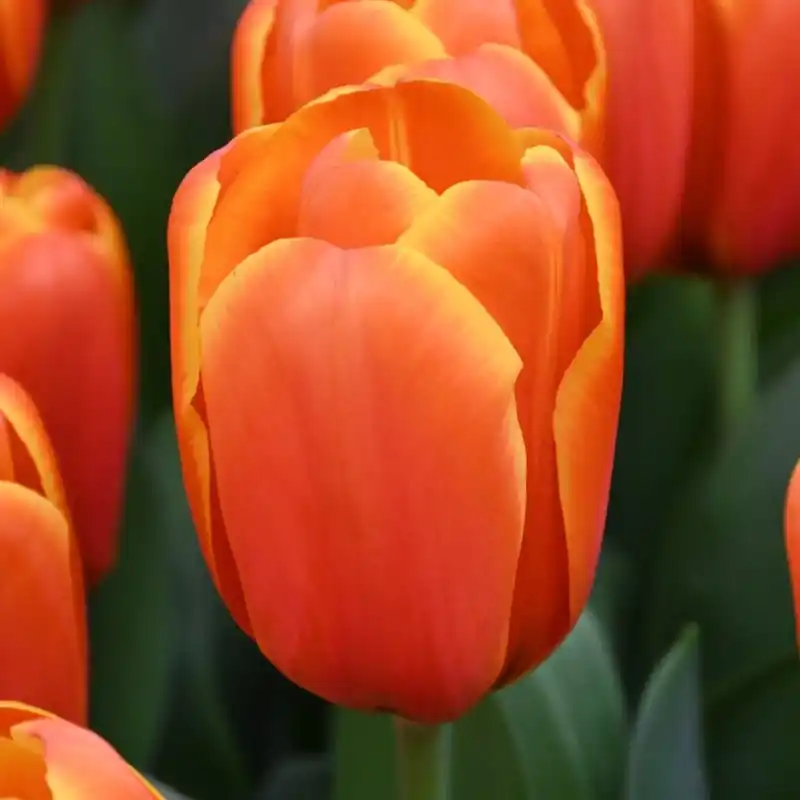 Tulipa ‘Triple A‘ | Scherp geprijsd