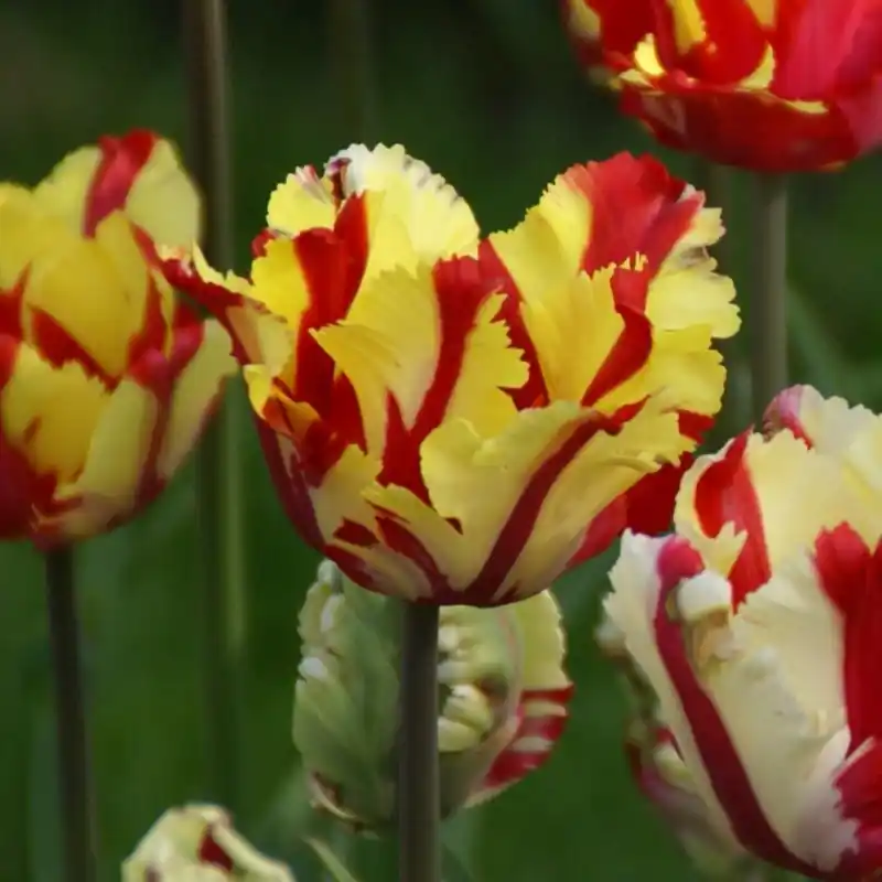 Spoedlevering - Tulipa ‘Flaming Parrot‘