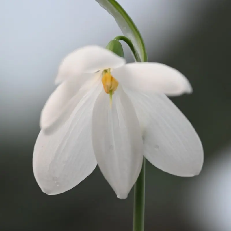 Uitverkoop | Galanthus ‘Don Armstrong‘