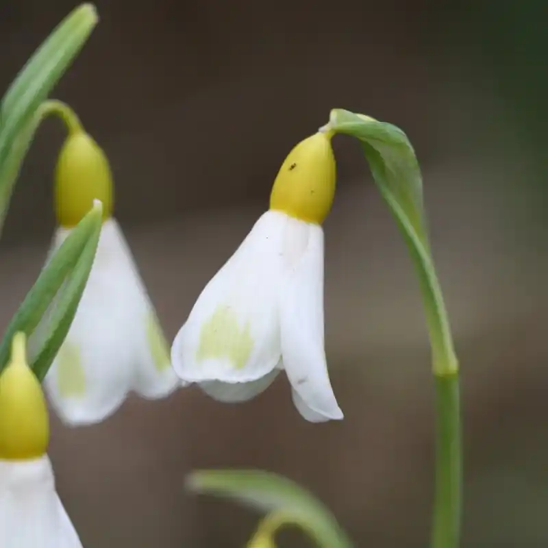 Speciale aanbieding - Galanthus ‘Golden Fleece‘