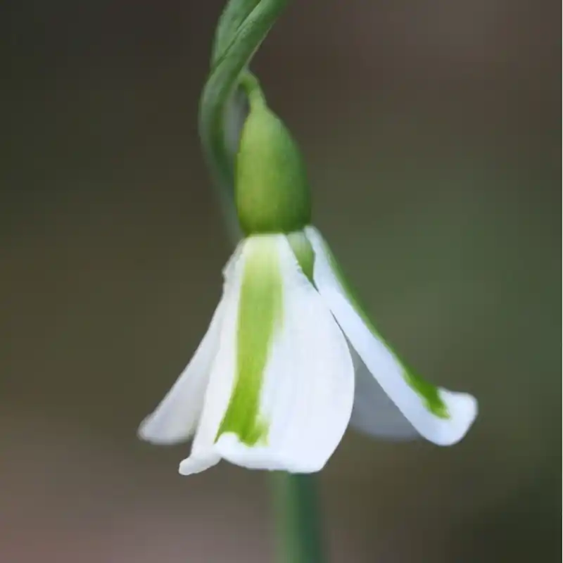 Meest verkocht - Galanthus ‘Philippe André Meyer‘