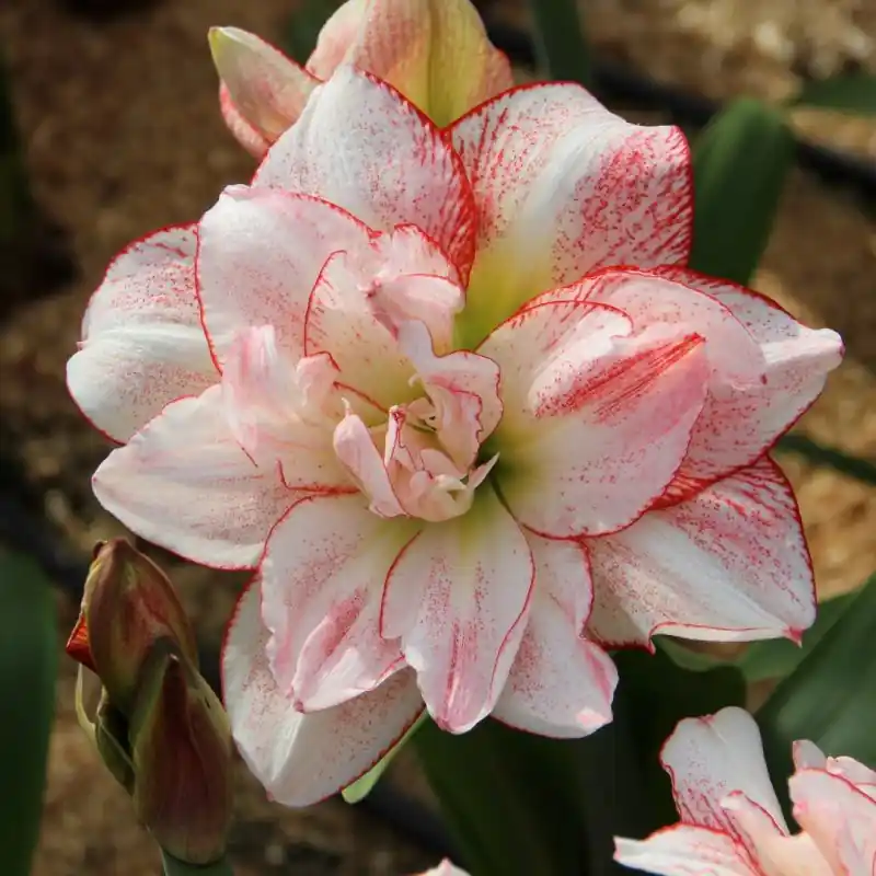 Hippeastrum ‘Striped Amadeus‘® | Actie