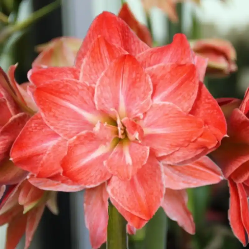 Professionele kwaliteit | Hippeastrum ‘Flamingo Amadeus‘ ®