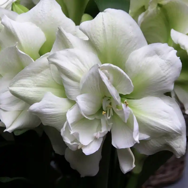 Hippeastrum ‘Polar Belle‘® | Snelle verzending