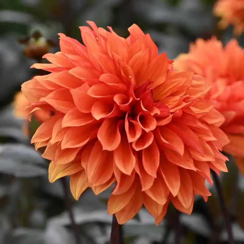Dahlia ‘Missis Trucella‘ - Nieuw gelanceerd