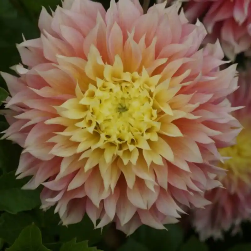 Dahlia ‘Kogane Fubuki‘ | Premium