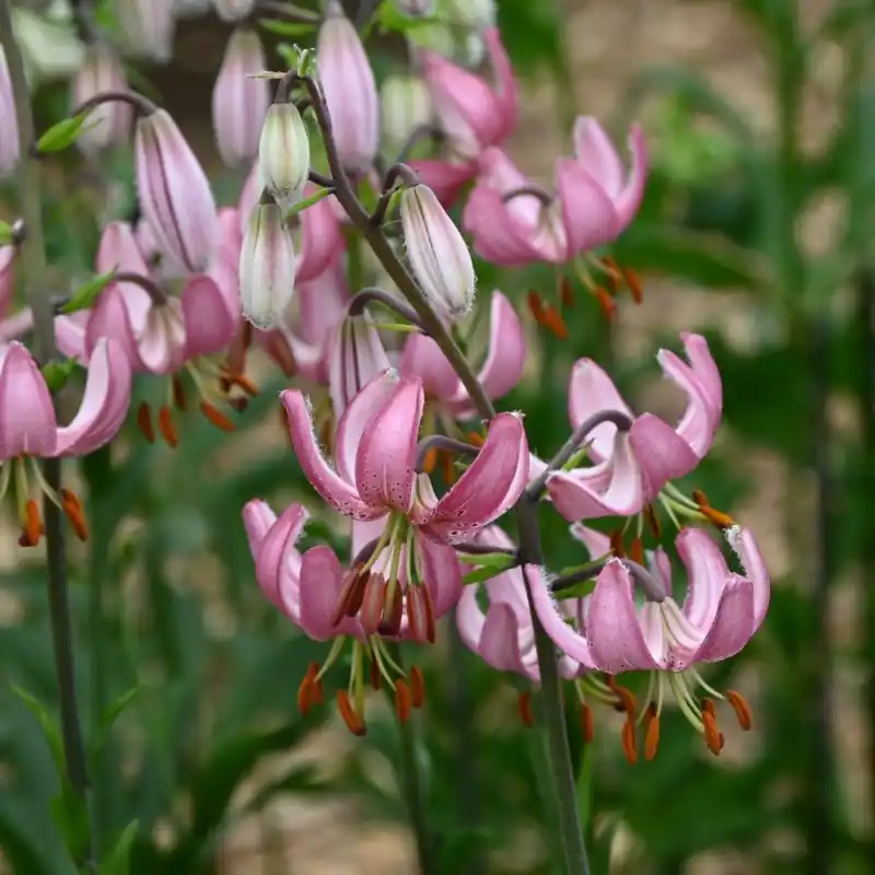 Beperkte voorraad | Lilium martagon ‘Candy Morning‘
