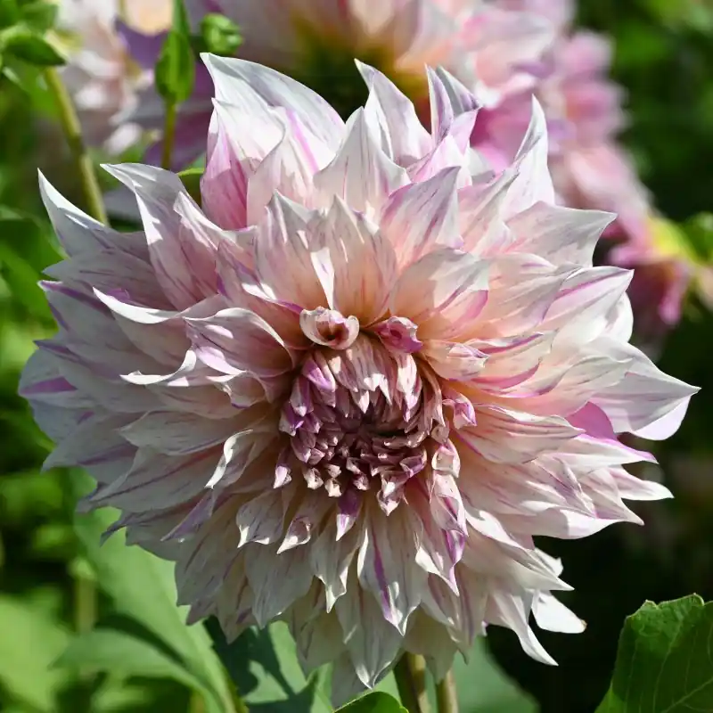 Dahlia ‘Café au Lait Twist‘ - Outlet