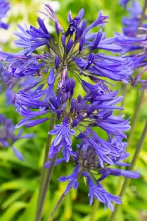Zeer goed beoordeeld | Agapanthus ‘Navy Blue‘