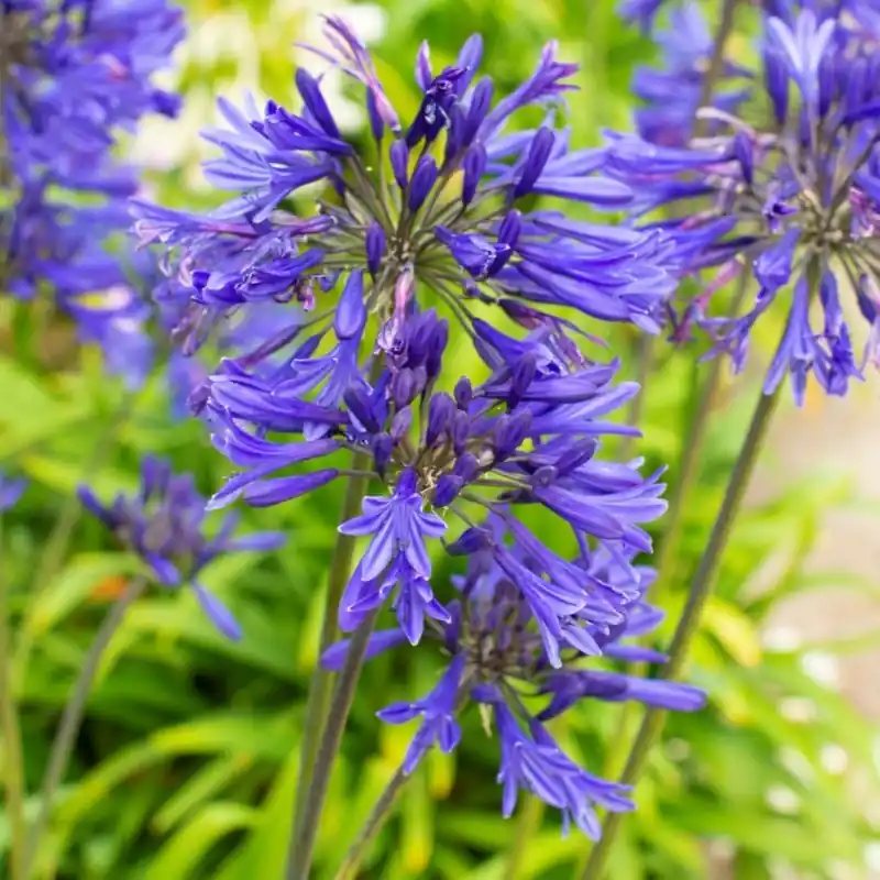 Zeer goed beoordeeld | Agapanthus ‘Navy Blue‘