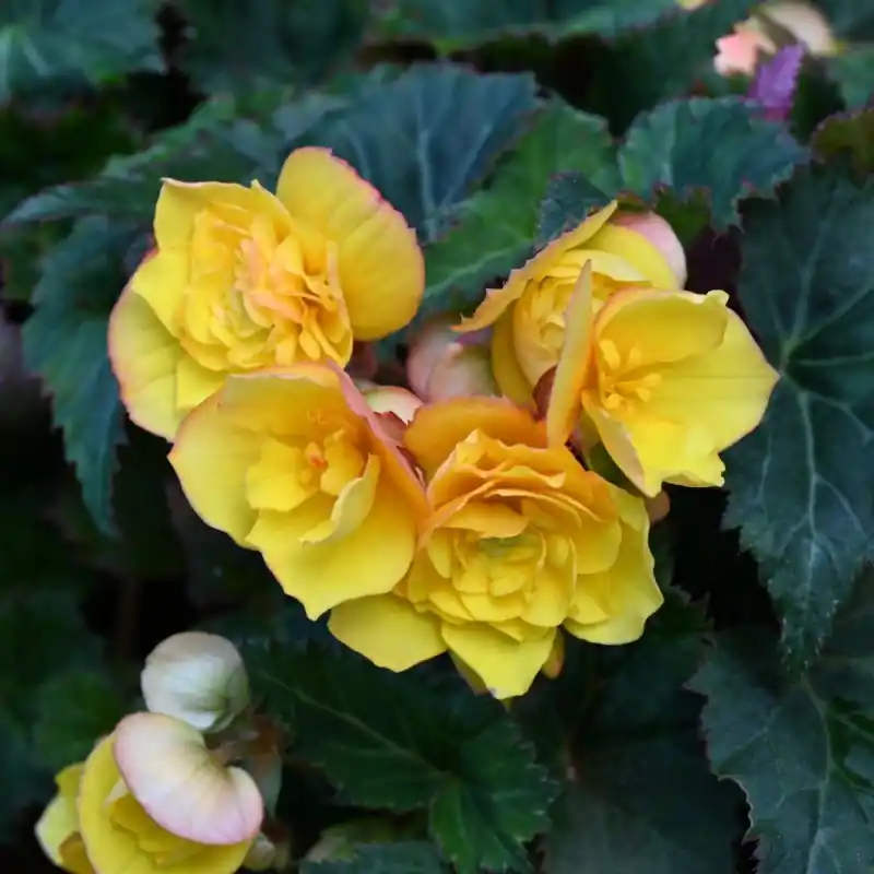 Begonia multiflora ‘Goldfinch‘ | Deal