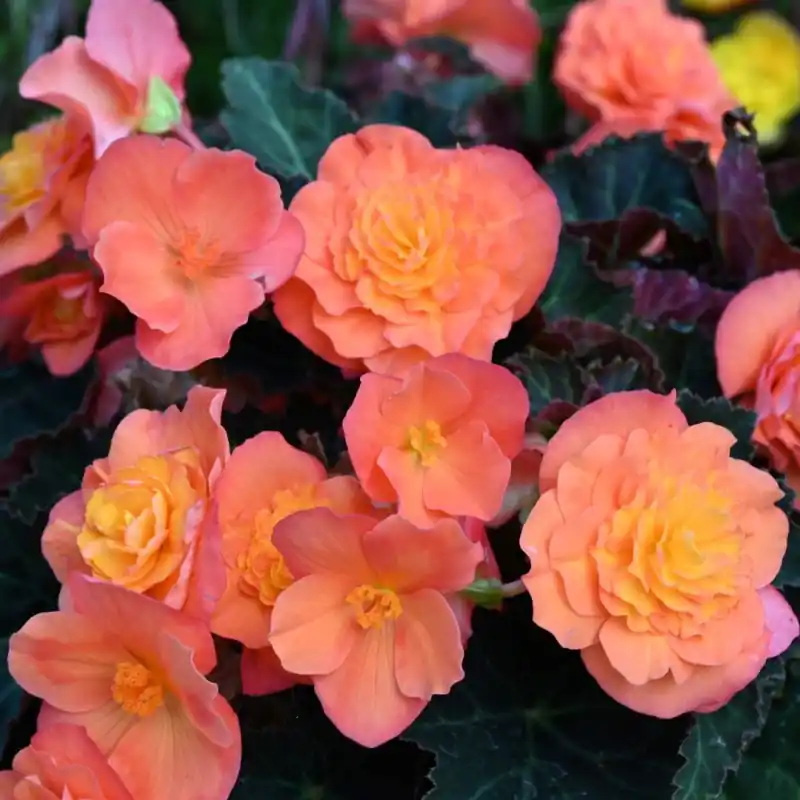 Begonia multiflora ‘Peardrop‘ | Net toegevoegd