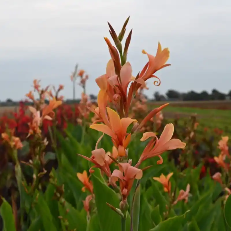 Canna ‘Omega‘ | Rechtstreeks van de fabrikant