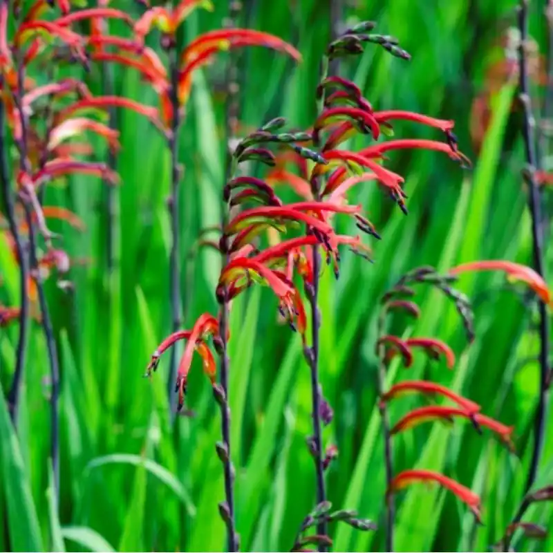 Topdeal | Chasmanthe floribunda