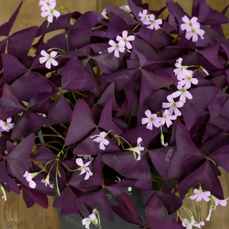 Slechts tijdelijk - Oxalis triangularis ‘Burgundy Wine‘ ®