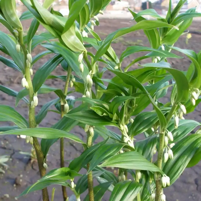 Disporopsis pernyi | Actieprijs