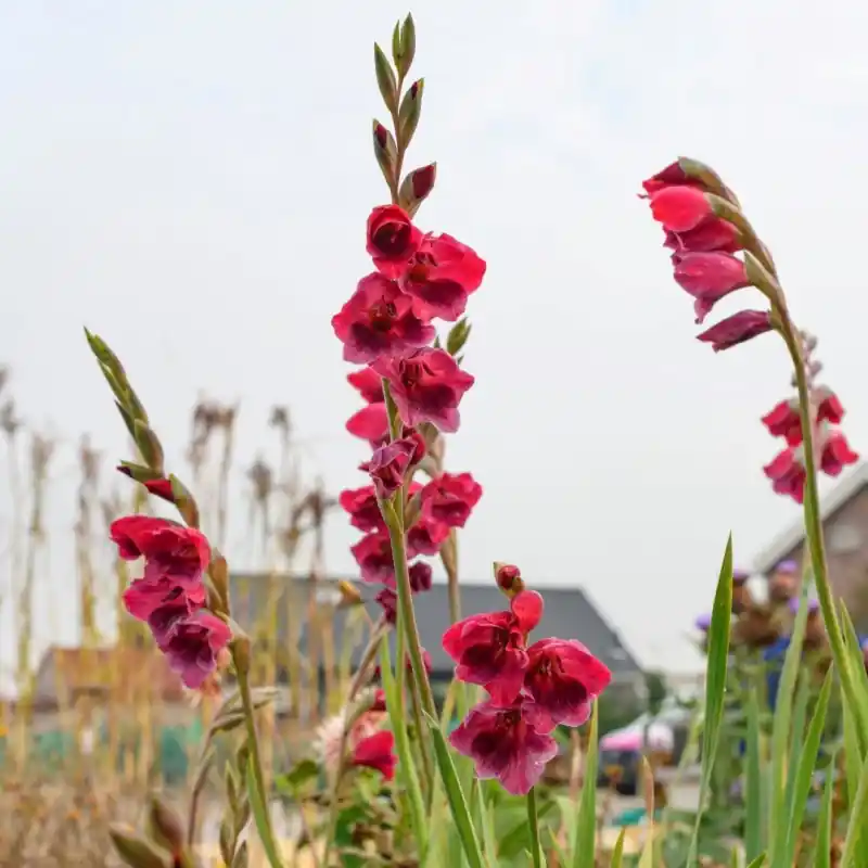 Prijs verlaagd | Gladiolus papilio ‘Ruby‘