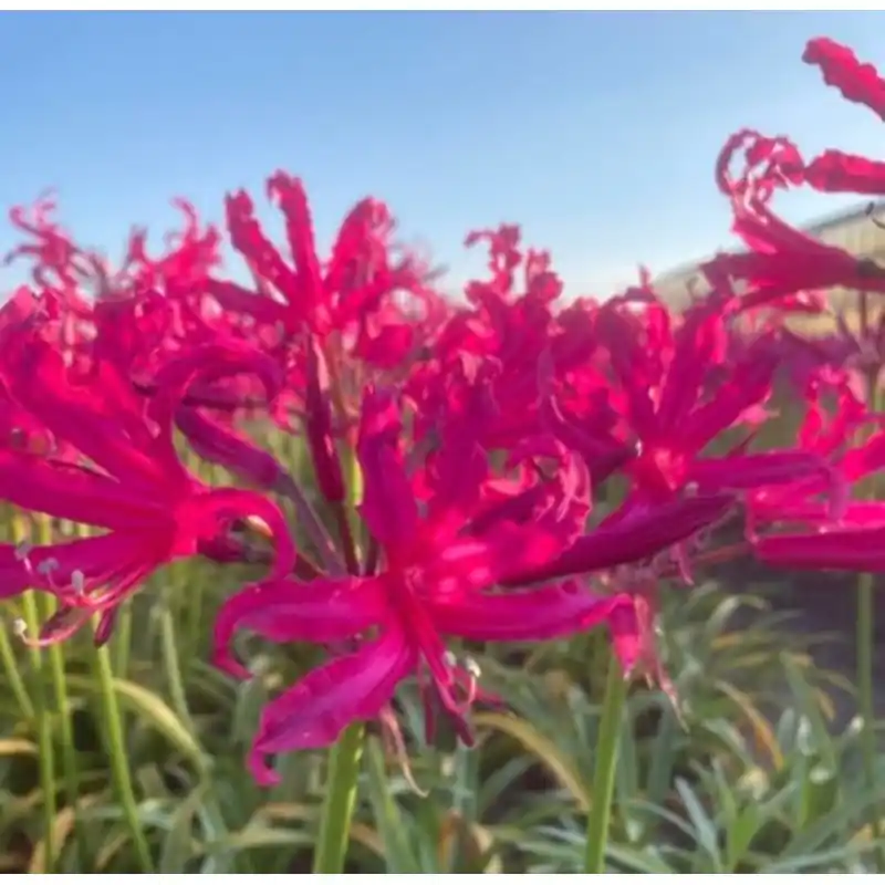 Topprijs - Nerine bowdenii ‘Mr. Nick‘