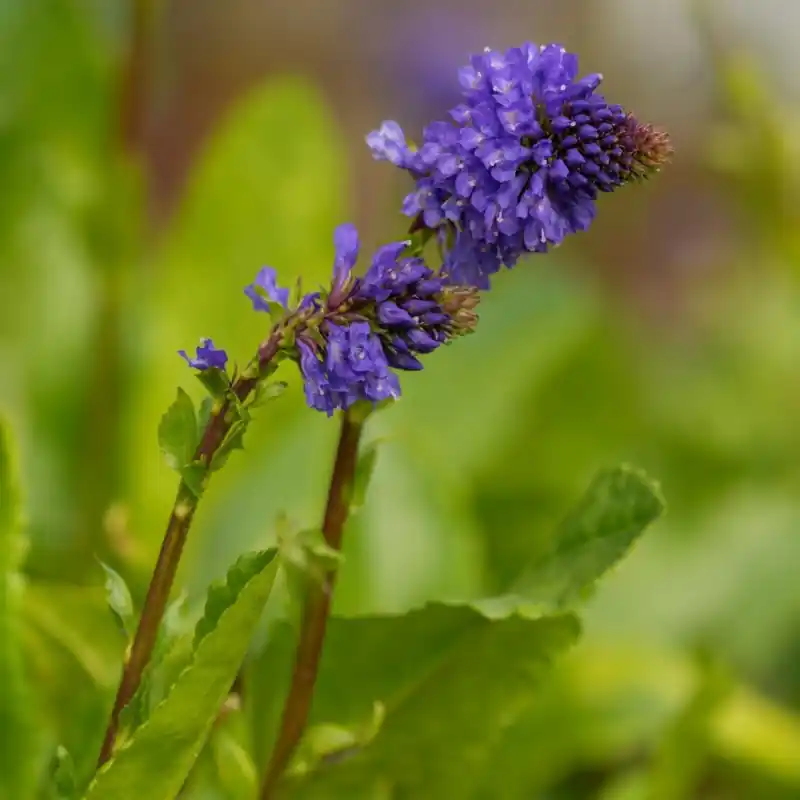 Beste prijs | Wulfenia schwarzii