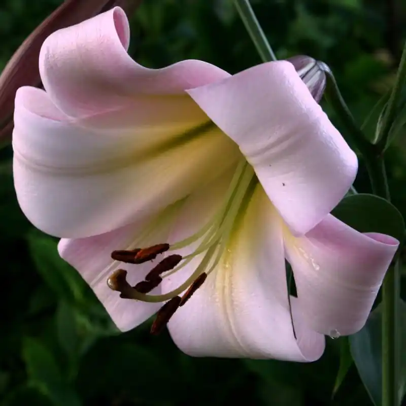 Lilium ‘Eastern Moon‘ - Scherpe prijs