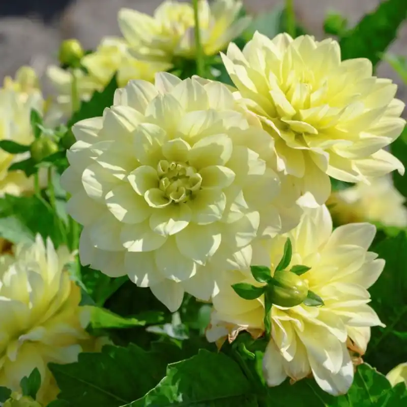 Dahlia ‘Berliner Lemon‘ - Aanbieding