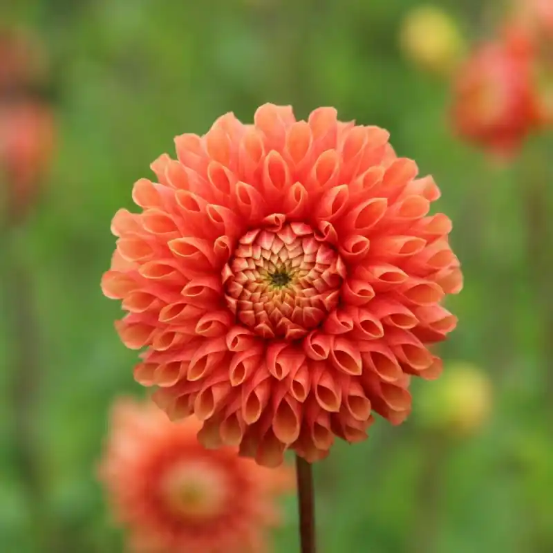 Dahlia ‘Jowey Linda‘ | Online bestelbaar
