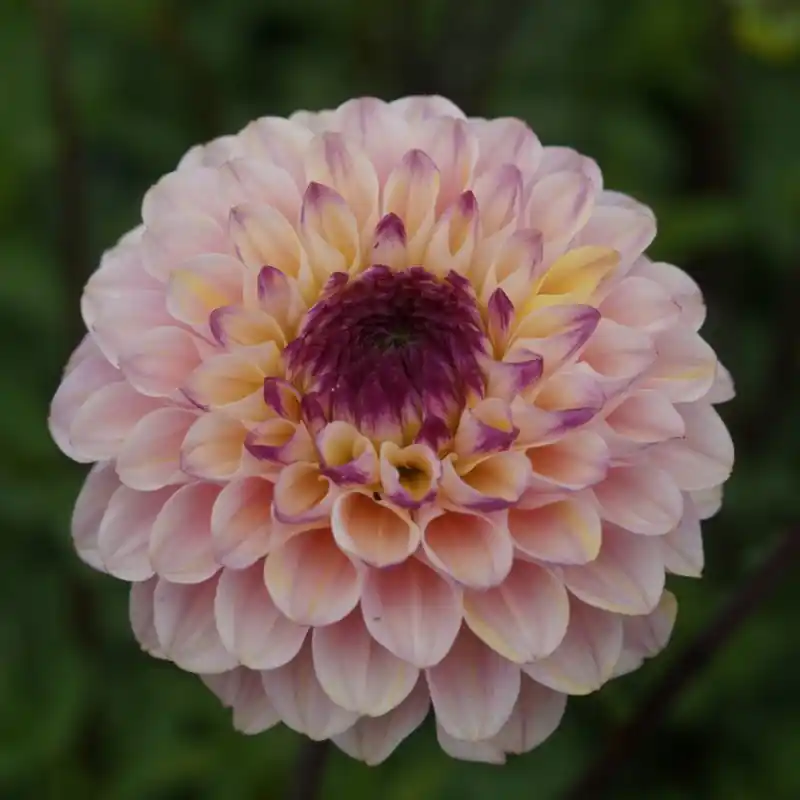 Dahlia ‘Wine Eyed Jill‘ | Fabrieksprijs