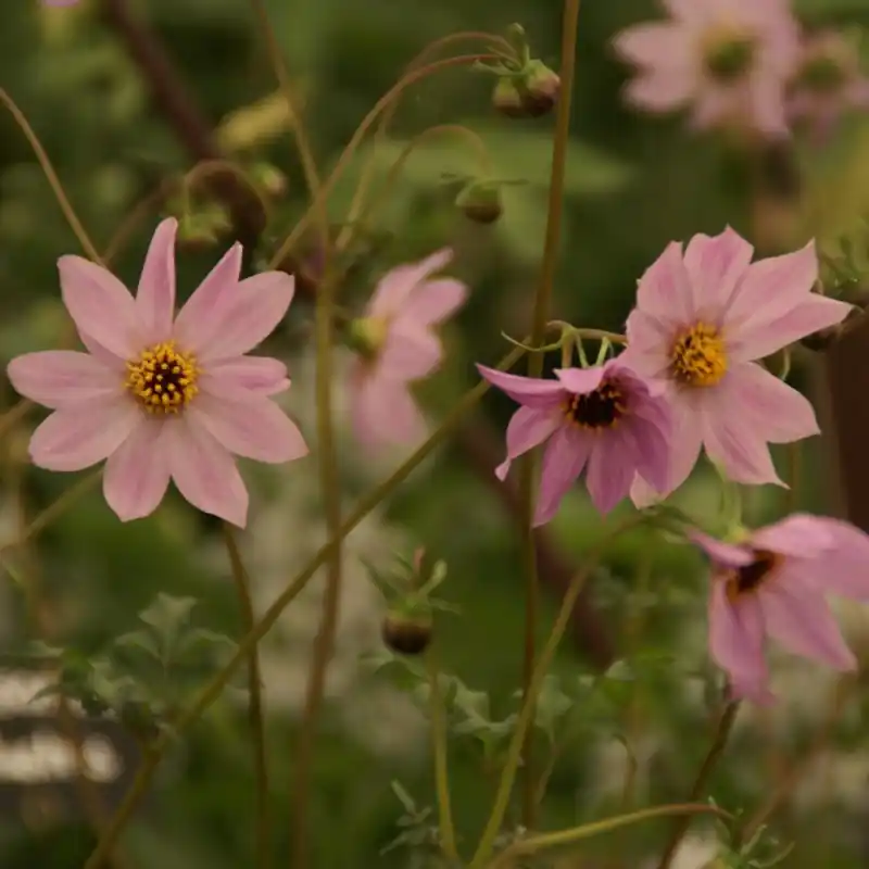 Dahlia merckii - Voordelig