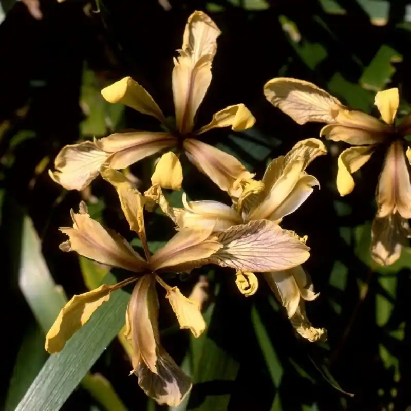 Bespaar meer | Iris foetidissima