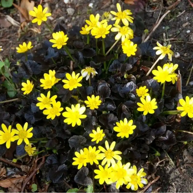 Premium - Ficaria verna ‘Brazen Hussy‘