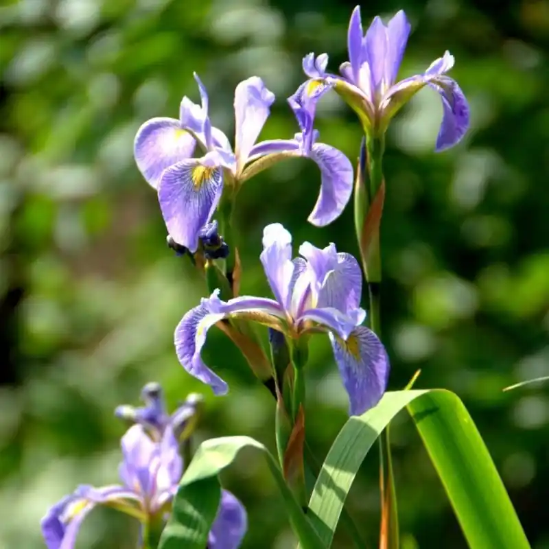 Iris x robusta ‘Gerard Darby‘ | Nieuw in het assortiment